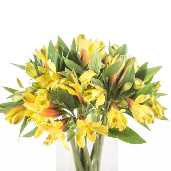 Buque alstromeria amarela com 10 hastes de 70cm – caribean Buque alstromeria amarela com 10 hastes de 70cm – caribean