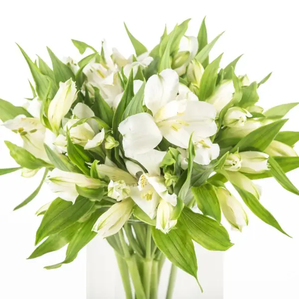 Buque alstromeria branca com 10 hastes de 70cm – avalange