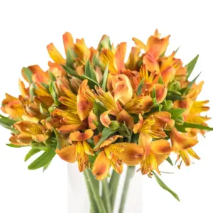 Buque alstromeria laranja com 10 hastes de 70cm – flame