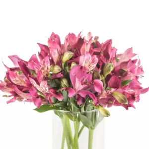 Buque alstromeria pink com 10 hastes de 70cm – napoli