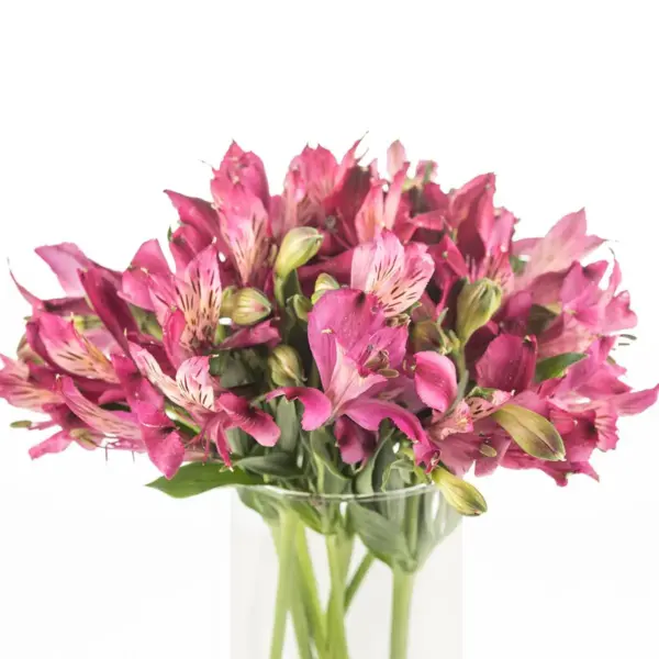 Buque alstromeria pink com 10 hastes de 70cm – napoli