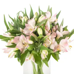 Buque alstromeria rosa com 10 hastes de 70cm – dubai