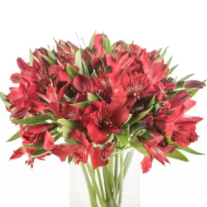 Buque alstromeria vermelha com 10 hastes de 70cm – natalya