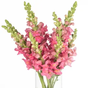 Buque boca de leão rosa com 10 hastes de 60cm