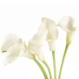 Buque callas branca com 5 hastes de 60cm – ventura