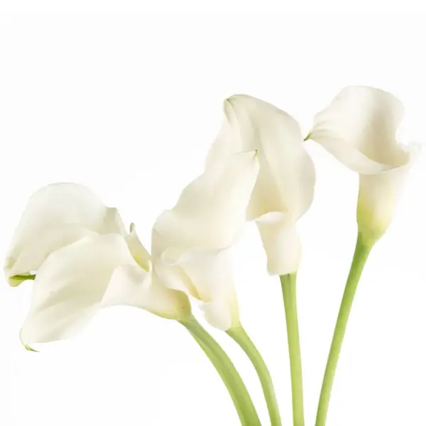 Buque callas branca com 5 hastes de 60cm – ventura