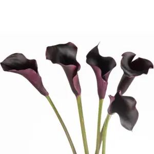 Buque callas negra com 5 hastes de 60cm – blackberry