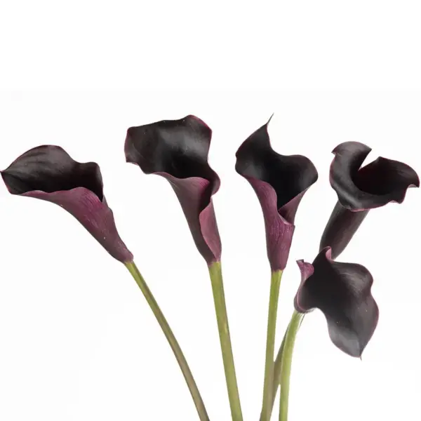 Buque callas negra com 5 hastes de 60cm – blackberry Buque callas negra com 5 hastes de 60cm – blackberry