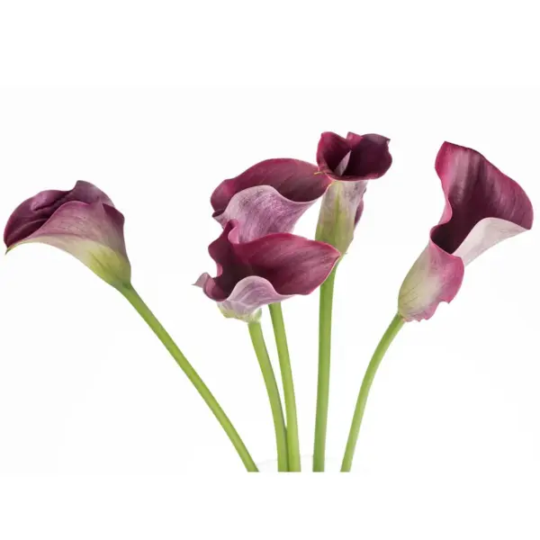 Buque callas vinho com 5 hastes de 60cm – promisse