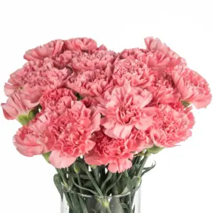 Buque cravo rosa com 12 hastes de 70cm – kleos