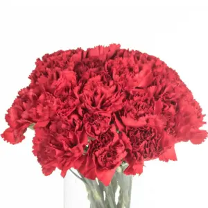 Buque cravo vermelho com 12 hastes de 70cm – Dom Pedro