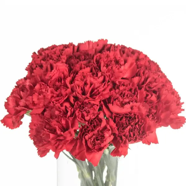 Buque cravo vermelho com 12 hastes de 70cm – Dom Pedro Buque cravo vermelho com 12 hastes de 70cm – Dom Pedro