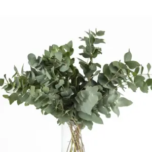 Buque de folhagem eucalipto com 6 hastes