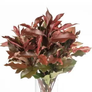 Buque de folhagem fotinia com 10 hastes – photinia