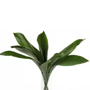 Buque de folhagem haran com 10 hastes – aspidistra haran Buque de folhagem haran com 10 hastes – aspidistra haran