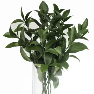 Buque de folhagem ruscus com 10 hastes Buque de folhagem ruscus com 10 hastes