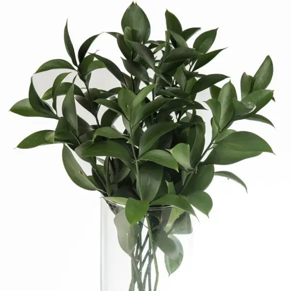 Buque de folhagem ruscus com 10 hastes Buque de folhagem ruscus com 10 hastes