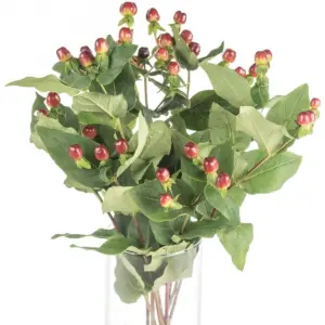 Buque de himperico vermelho com 8hastes de 60cm – hipericum Buque de himperico vermelho com 8hastes de 60cm – hipericum