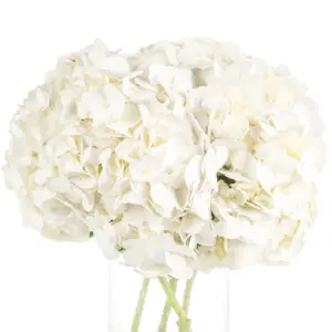 Buque de hortensia branca com 3 hastes de 50 cm Buque de hortensia branca com 3 hastes de 50 cm