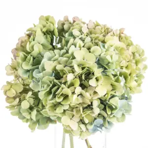 Buque de hortensia verde envelhecida com 3 hastes de 50 cm Buque de hortensia verde envelhecida com 3 hastes de 50 cm
