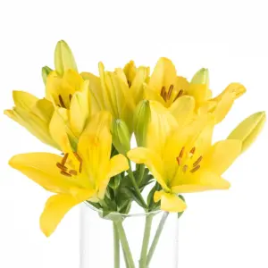 Buque de lirio amarelo com 5 hastes de 60cm – nashville Buque de lirio amarelo com 5 hastes de 60cm – nashville