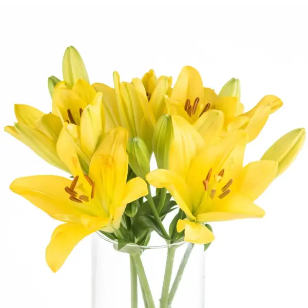 Buque de lirio amarelo com 5 hastes de 60cm – nashville