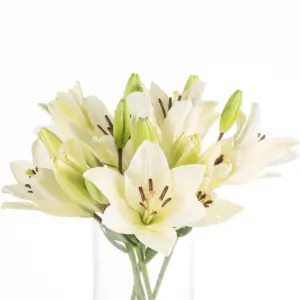 Buque de lirio branco com 5 hastes de 60 cm – litouwen Buque de lirio branco com 5 hastes de 60 cm – litouwen