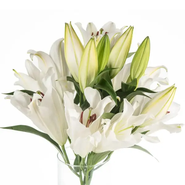 Buque de lirio branco com perfume 5 hastes 60cm – zambesi
