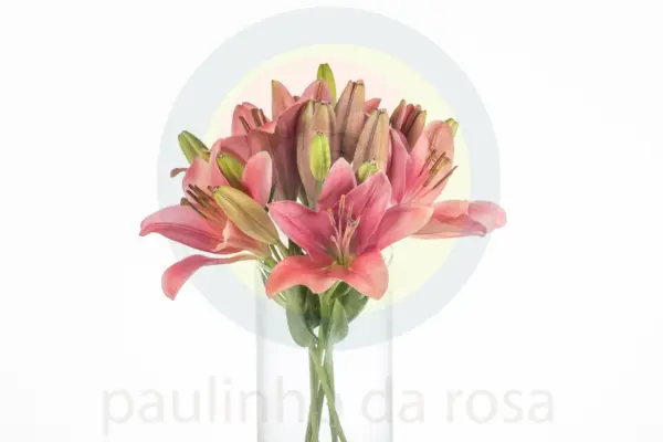 Buque de lirio rosa sem perfume com 5hastes 60cm – indian summerset Buque de lirio rosa sem perfume com 5hastes 60cm – indian summerset