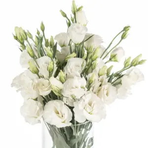 Buque de lisianthus branco com 10 hastes de 60 cm Buque de lisianthus branco com 10 hastes de 60 cm