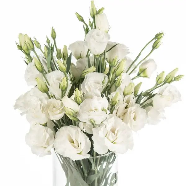 Buque de lisianthus branco com 10 hastes de 60 cm