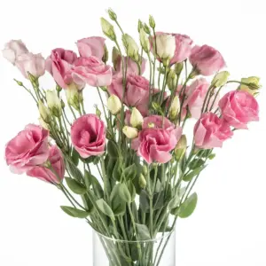 Buque de lisianthus rosa com 10 hastes de 60 cm Buque de lisianthus rosa com 10 hastes de 60 cm