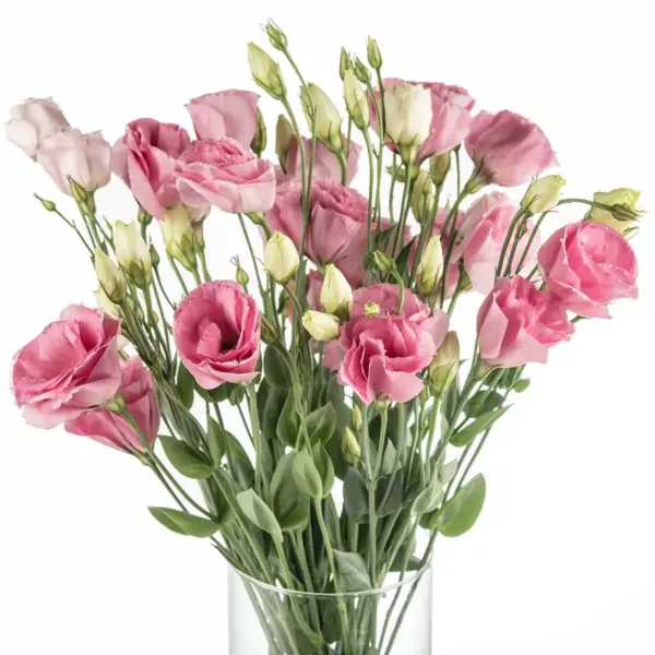 Buque de lisianthus rosa com 10 hastes de 60 cm