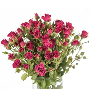 Buque de mini rosa spray pink com 10 hastes – glorious Buque de mini rosa spray pink com 10 hastes – glorious
