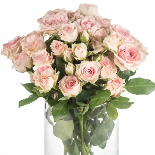 Buque de mini rosa spray rosa com 10 hastes – star blush