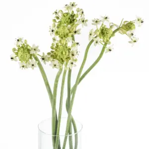 Buque de ornithogalum com 6 hastes de 70 cm Buque de ornithogalum com 6 hastes de 70 cm