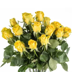Buque de rosa amarela com 20 hastes de 60 cm – high exotic Buque de rosa amarela com 20 hastes de 60 cm – high exotic