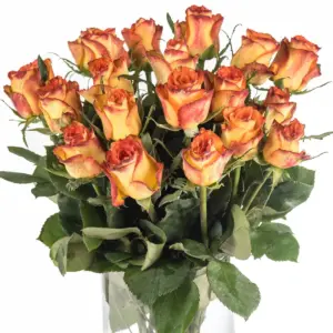 Buque de rosa bicolor amarela/laranja com 20 hastes de 60 cm – high magic Buque de rosa bicolor amarela/laranja com 20 hastes de 60 cm – high magic