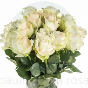 Buque de rosa branca com 20 hastes de 60cm – avalanche Buque de rosa branca com 20 hastes de 60cm – avalanche