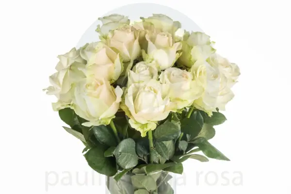 Buque de rosa branca com 20 hastes de 60cm – avalanche