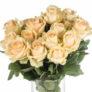 Buque de rosa chá com 20 hastes de 60cm – peach avalanche Buque de rosa chá com 20 hastes de 60cm – peach avalanche