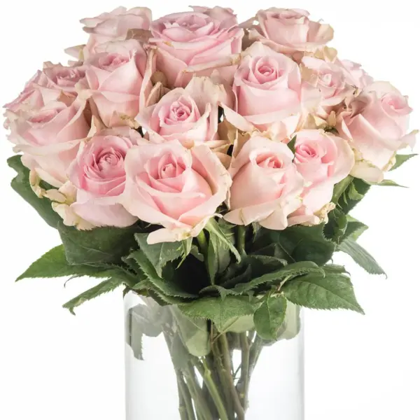 Buque de rosa cor de rosa com 20 hastes de 60 cm – condessa