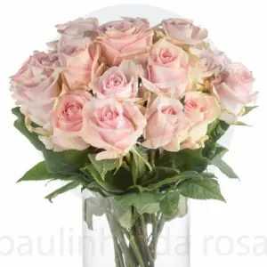 Buque de rosa cor de rosa com 20 hastes de 60 cm – luciane Buque de rosa cor de rosa com 20 hastes de 60 cm – luciane