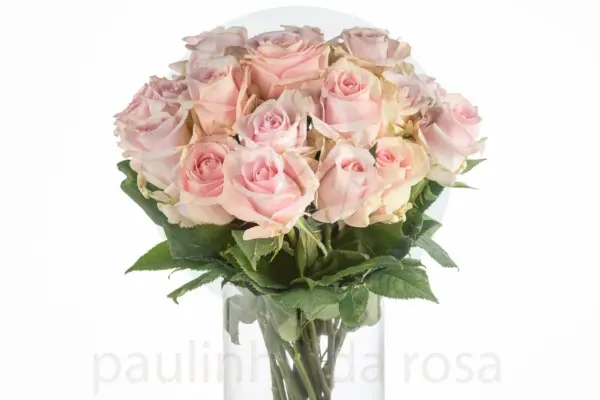Buque de rosa cor de rosa com 20 hastes de 60 cm – luciane