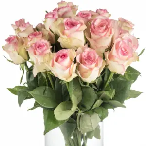 Buque de rosa cor de rosa com 20 hastes de 60 cm – sovereign Buque de rosa cor de rosa com 20 hastes de 60 cm – sovereign