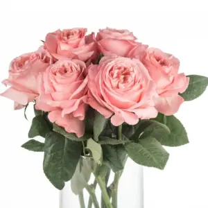 Buque de rosa garden rose rosa com 8 hastes – london eye Buque de rosa garden rose rosa com 8 hastes – london eye