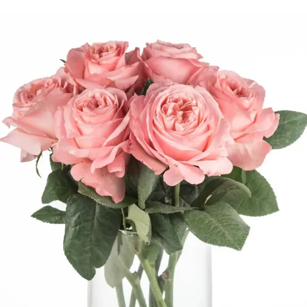 Buque de rosa garden rose rosa com 8 hastes – london eye Buque de rosa garden rose rosa com 8 hastes – london eye