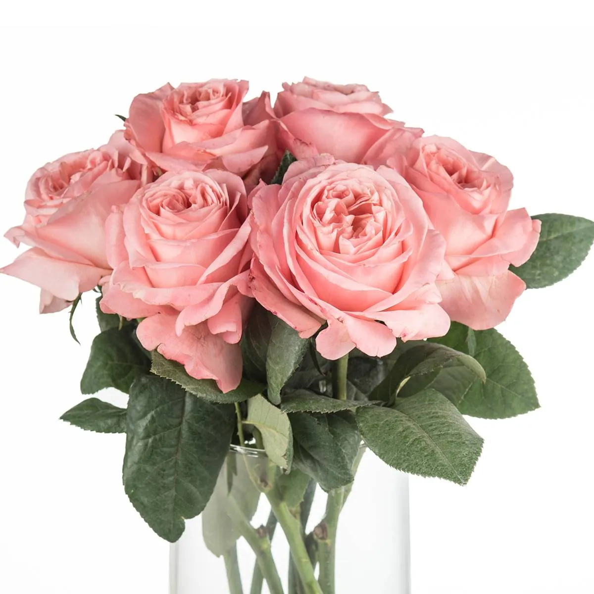Buque de rosa garden rose rosa com 8 hastes – london eye Buque de rosa garden rose rosa com 8 hastes – london eye