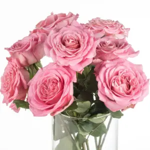 Maço de rosa garden rose rosa com 8 hastes – Real Ashley Maço de rosa garden rose rosa com 8 hastes – Real Ashley