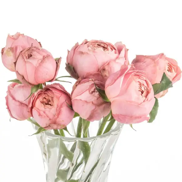 Buque de rosa garden rose rosa com 8 hastes – real romantic